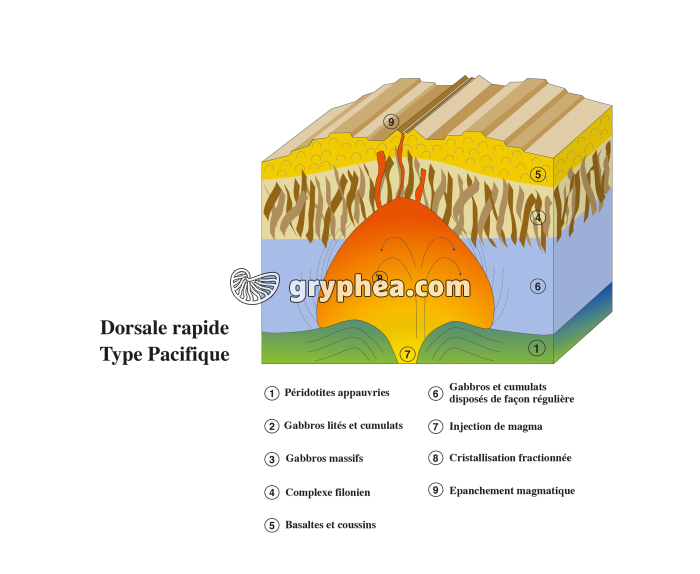 Dorsale rapide - schéma légendé - gryphea.com